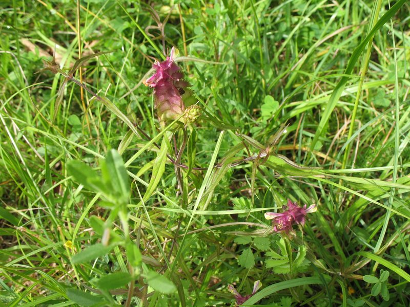 Melampyre à crêtes